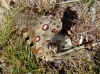 Parnassius apollo Parnassius apollo