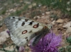 Parnassius apollo Parnassius apollo