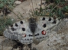 Parnassius apollo Parnassius apollo