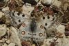 Parnassius apollo Parnassius apollo