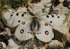 Parnassius apollo