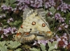 Parnassius apollo Parnassius apollo