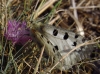 Parnassius apollo Parnassius apollo