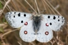 Parnassius apollo ssp. hispanicus Parnassius apollo ssp. hispanicus