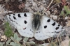 Parnassius apollo Parnassius apollo