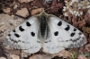 Parnassius apollo Parnassius apollo