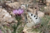 Parnassius apollo Parnassius apollo
