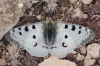 Parnassius apollo Parnassius apollo