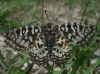 Zerynthia rumina Zerynthia rumina
