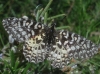 Zerynthia rumina Zerynthia rumina