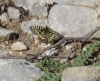 Zerynthia rumina