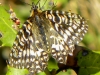 Zerynthia rumina