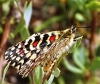 Zerynthia rumina Zerynthia rumina