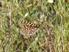 Zerynthia rumina Zerynthia rumina