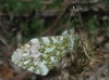 Anthocharis cardamines