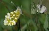 Anthocharis cardamines