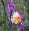 Anthocharis cardamines
