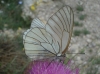 Aporia crataegi Aporia crataegi