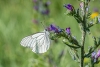 Aporia crataegi Aporia crataegi