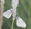 Aporia crataegi Aporia crataegi