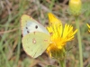 Colias crocea