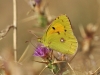 Colias crocea
