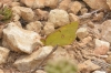 Colias crocea