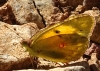 Colias crocea