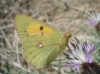 Colias crocea