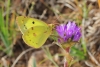 Colias crocea