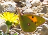 Colias crocea