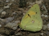 Colias crocea