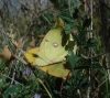 Colias crocea