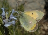 Colias crocea