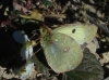 Colias crocea