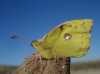 Colias crocea