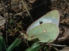 Colias crocea