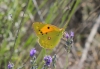 Colias crocea