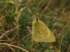 Colias crocea