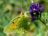 Colias crocea