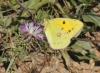 Colias crocea