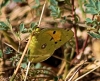 Colias crocea