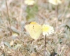 Colias crocea