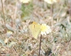 Colias crocea
