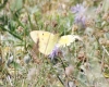 Colias crocea