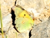Colias crocea
