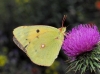 Colias crocea