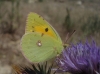 Colias crocea