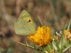 Colias crocea