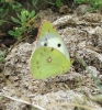 Colias crocea f. helice